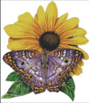 (image for) White Peacock Butterfly
